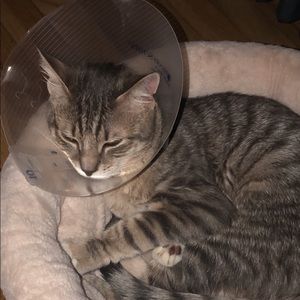 Meet your Posher, Luis